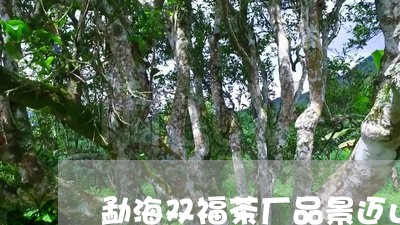 勐海双福茶厂品景迈山质怎么样/2023053152828