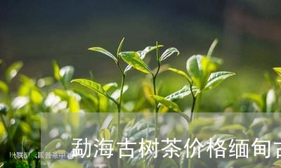 勐海古树茶价格缅甸古树茶的口感/2023060136061