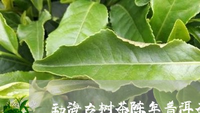 勐海古树茶陈年普洱茶/2023120669492