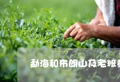 勐海和布朗山及老班章/2023061297059