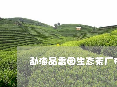 勐海品香园生态茶厂布朗山老树乔木/2023060495171