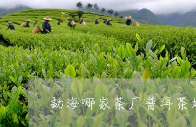 勐海哪家茶厂普洱茶好/2023080199262