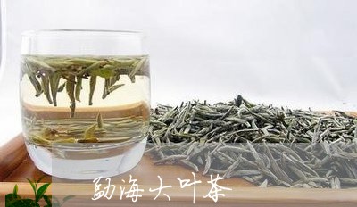 勐海大叶茶/2023090203736