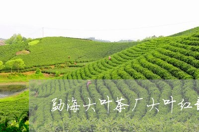 勐海大叶茶厂大叶红韵普洱茶/2023110416371