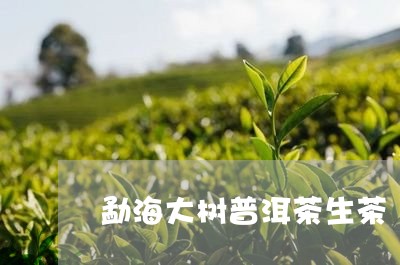 勐海大树普洱茶生茶/2023091557462