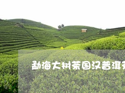 勐海大树茶国汉普洱茶/2023092512504