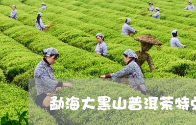 勐海大黑山普洱茶特点/2023100786259