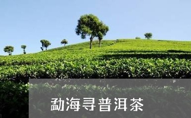 勐海寻普洱茶/2023091344939