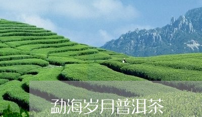 勐海岁月普洱茶/2023112676261