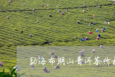 勐海布朗山普洱茶价格/2023100724149