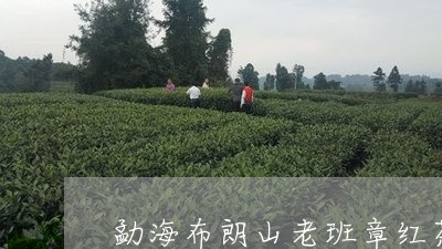 勐海布朗山老班章红茶/2023092480684