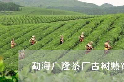 勐海广隆茶厂古树熟饼/2023092131695