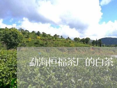 勐海恒福茶厂的白茶/2023081211917