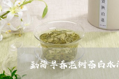 勐海早春老树茶白水清/2023060959482