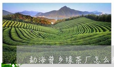 勐海普乡缘茶厂怎么样/2023061095269