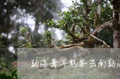 勐海普洱熟茶云南勐海熟茶小饼/2023053140714