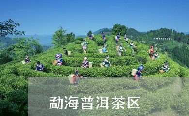 勐海普洱茶区/2023042779495