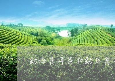 勐海普洱茶和勐库普洱茶区别图片/2023060209384