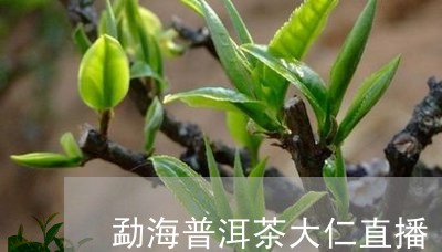 勐海普洱茶大仁直播/2023082694039