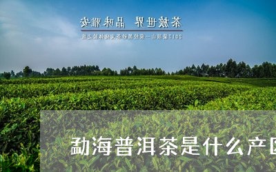 勐海普洱茶是什么产区的茶/2023112455259