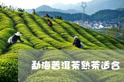 勐海普洱茶熟茶适合/2023070916362