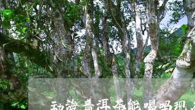 勐海普洱茶能喝吗现在多少钱/2023082814240