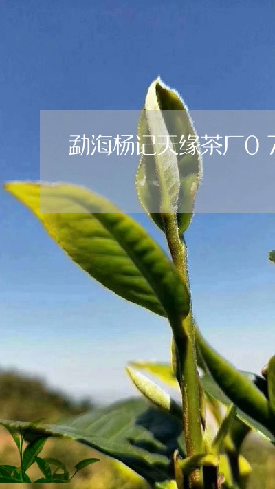 勐海杨记天缘茶厂07年熟普洱/2023053184242