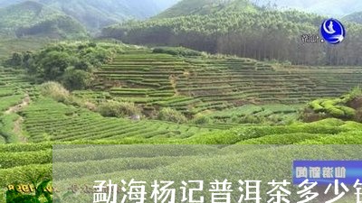 勐海杨记普洱茶多少钱/2023092796279