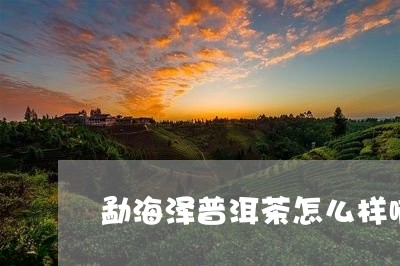 勐海泽普洱茶怎么样啊/2023102446058