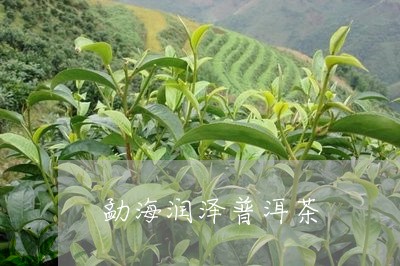 勐海润泽普洱茶/2023112672595