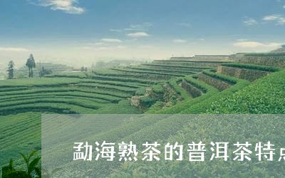 勐海熟茶的普洱茶特点/2023080391704