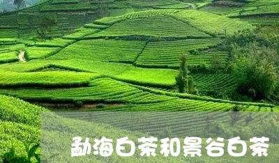 勐海白茶和景谷白茶/2023071538252