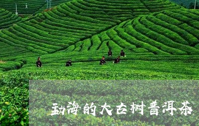 勐海的大古树普洱茶/2023091504039