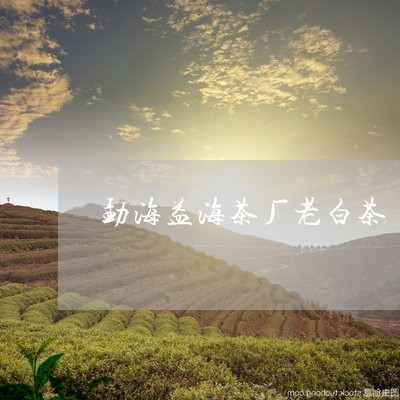 勐海益海茶厂老白茶/2023121753848