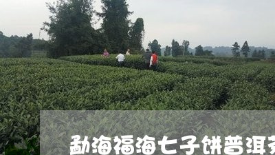 勐海福海七子饼普洱茶/2023062350593