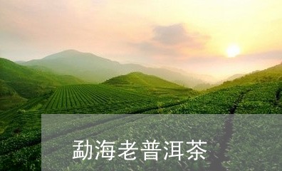 勐海老普洱茶/2023042764534