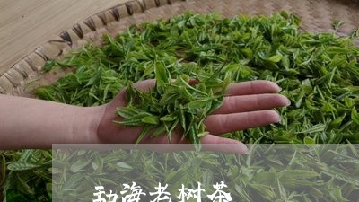 勐海老树茶/2023041724078