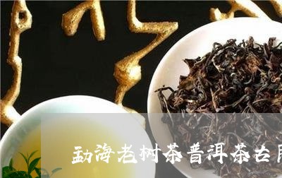 勐海老树茶普洱茶古民/2023062805846