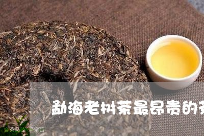 勐海老树茶最昂贵的茶/2023071613069