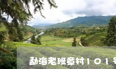 勐海老班章村101号/2023092482714