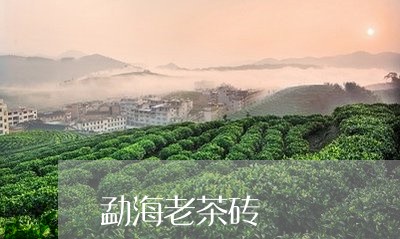 勐海老茶砖/2023041761568