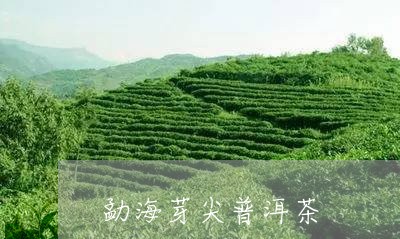 勐海芽尖普洱茶/2023102642815