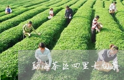 勐海茶区四里大白茶/2023071527170