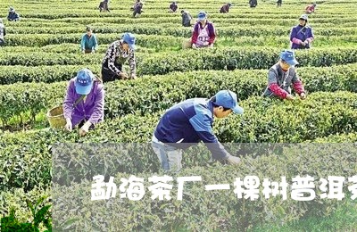 勐海茶厂一棵树普洱茶/2023092612928