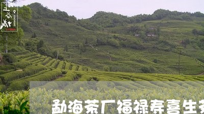 勐海茶厂福禄寿喜生茶/2023071685138