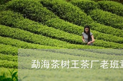 勐海茶树王茶厂老班章/2023092414927