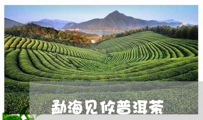 勐海见攸普洱茶/2023112696060