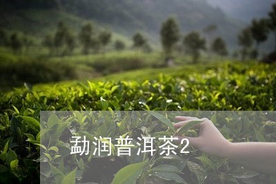 勐润普洱茶2/2023042901545