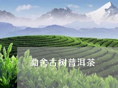 勐舍古树普洱茶/2023082801715