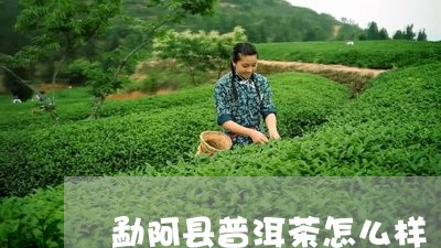 勐阿县普洱茶怎么样/2023101720694